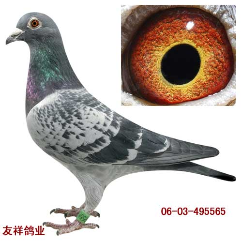 东方不败直子5565
